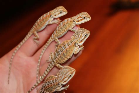 Handling baby bearded dragons. Handling baby dragons is not recommended until they reach 5-6 months old. This is because baby bearded dragons are fragile and can be easily crushed. Baby bearded dragon will also injure itself greatly if it falls from your hands or shoulder. But at the same time, you should handle it when cleaning the cage and for …